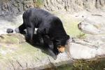 Wellington Zoo 10 - Sun Bear