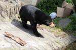 Wellington Zoo 11 - Sun Bear
