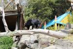 Wellington Zoo 12 - Sun Bear