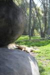 Wellington Zoo 20 - Lions