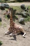 Wellington Zoo 26 - Giraffe