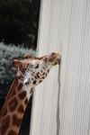 Wellington Zoo 27 - Giraffe