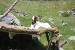 Wellington Zoo 30 - Boer Goats