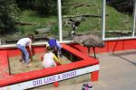 Wellington Zoo 31 - Emu & the girls