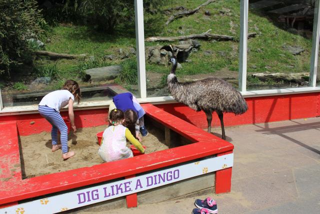 Wellington Zoo 31 - Emu & the girls