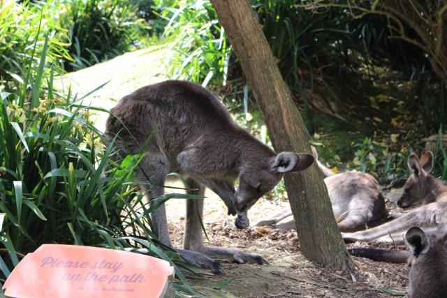 Wellington Zoo 36 - Wallaby