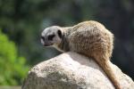 Wellington Zoo 39 - Meercat