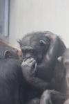 Wellington Zoo 41 - Chimpanzees