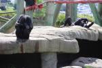 Wellington Zoo 42 - Chimpanzees