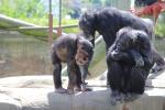Wellington Zoo 43 - Chimpanzees