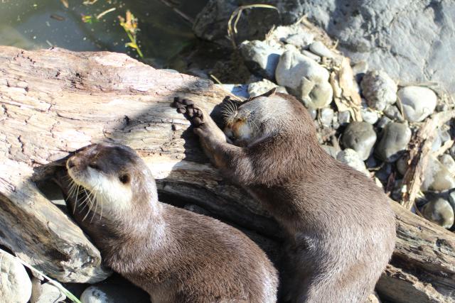 Wellington Zoo 58 - Otters