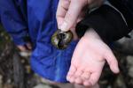017 Titirangi - Shell of Powelliphanta giant snail