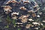 044 Te Anau - Smoky bracket fungus Bjerkandera adusta