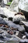 060 Milford Sound - Kekeno on seal rock