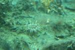 066 Milford Sound - Tube anemone