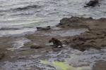 085 Catlins - NZ fur seal Kekeno
