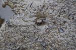 100 Catlins - Tunnelling Mud Crab Kairau (Helice crassa), Tautuku Estuary
