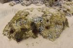 125 Catlins - Shelled rock at Waipati Beach