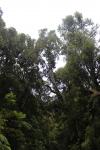 143 Catlins - Canopy over Waipohatu River