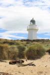 154 Catlins - Sea lion Rapoka and Waipapa Point lighthouse