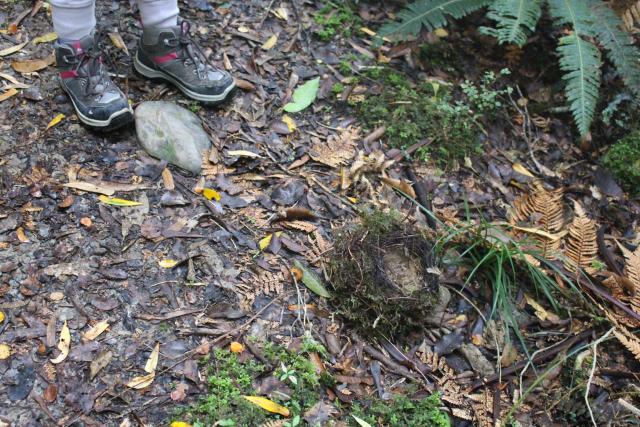 Tutuwai Hut 02 - Fallen nest (possibly blackbird)