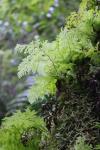 Tutuwai Hut 04 - Fan-like filmy fern (Hymenophyllum flabellatum)