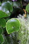 Tutuwai Hut 05 - Kidney fern (Hymenophyllum Nephrophyllum)