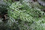 Tutuwai Hut 12 - Drooping filmy fern (Hymenophyllum demissum)