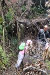 Tutuwai Hut 16 - Fallen trees on track