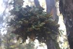 Tutuwai Hut 29 - Foliose lichen (possibly Nephroma australe)