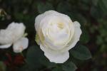 Palmie 20 - Victoria Esplanade - Rose garden