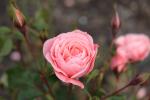 Palmie 23 - Victoria Esplanade - Rose garden