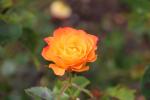 Palmie 24 - Victoria Esplanade - Rose garden