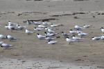 Anaura Bay 07 - Tara (White fronted terns)