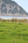 Anaura Bay 45 - Matuku (White-faced heron)
