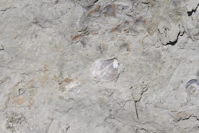 Mangaweka 57 - Fossiles