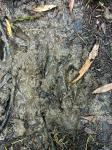 Mangaweka 00 03 - Deer footprints, Laird's Reserve, Hunterville