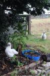 015 - Waitomo - Big Bird Farm