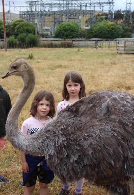 031 - Waitomo - Big Bird Farm