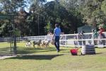 001 - Paradise country - Sheep dog show