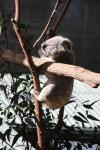 024 - Paradise country - Koala