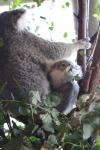 030 - Paradise country - Mavis, the baby koala
