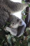 031 - Paradise country - Mavis, the baby koala