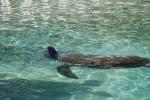 041 - Sea World - Loggerhead turtle