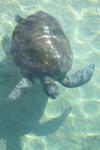 042 - Sea World - Loggerhead turtle