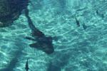 049 - Sea World - Shark Bay