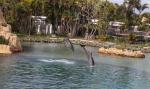 052 - Sea World - Bottlenose dolphins