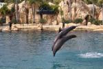 053 - Sea World - Bottlenose dolphins