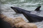 054 - Sea World - Bottlenose dolphins