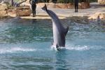 056 - Sea World - Bottlenose dolphins